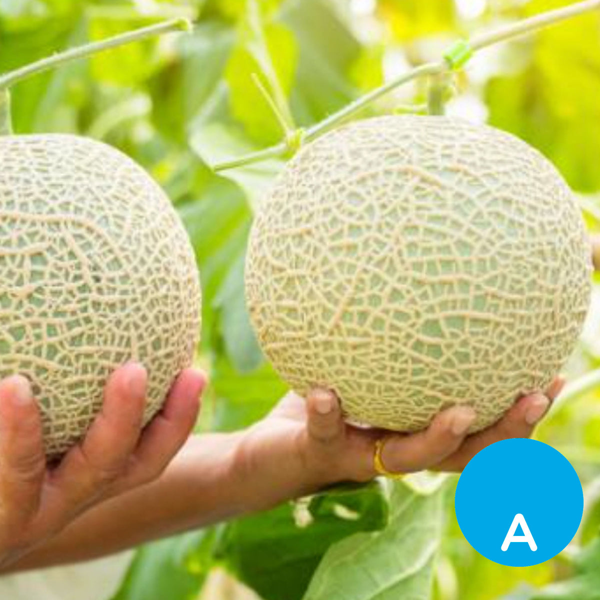 Melón por unidad