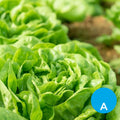 Lechuga mantecosa por unidad