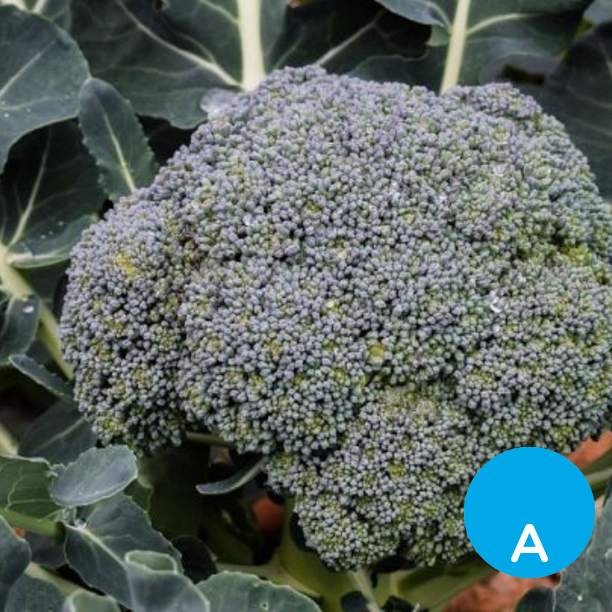 Brócoli por unidad