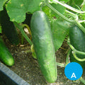 Pepino x 500 g