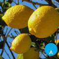 Limón x 500 g