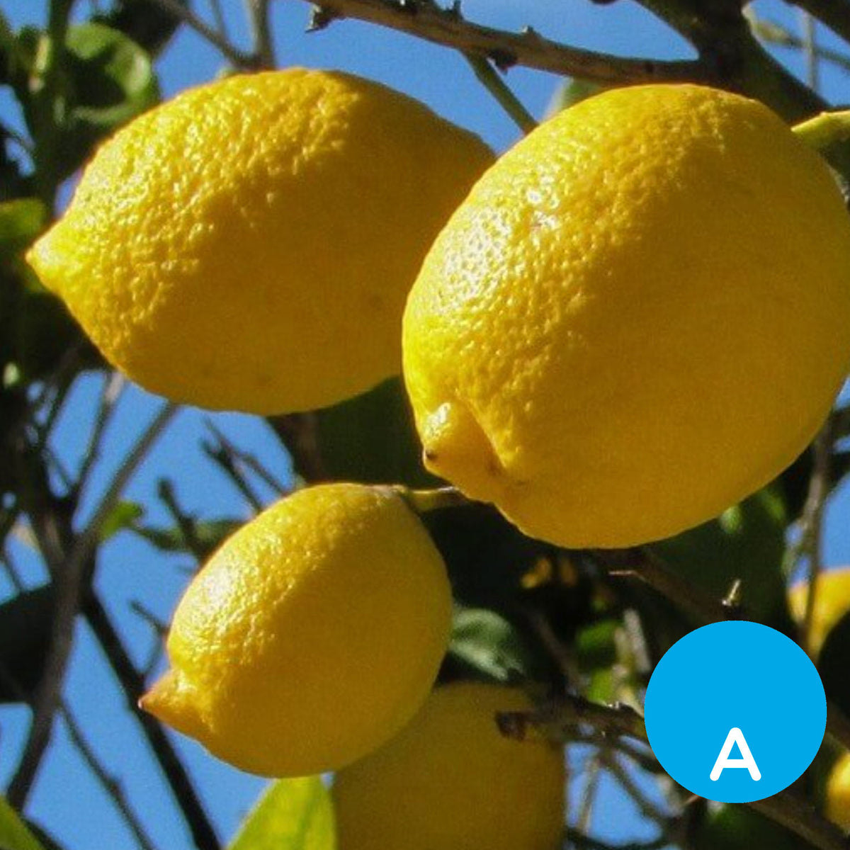 Limón x 500 g