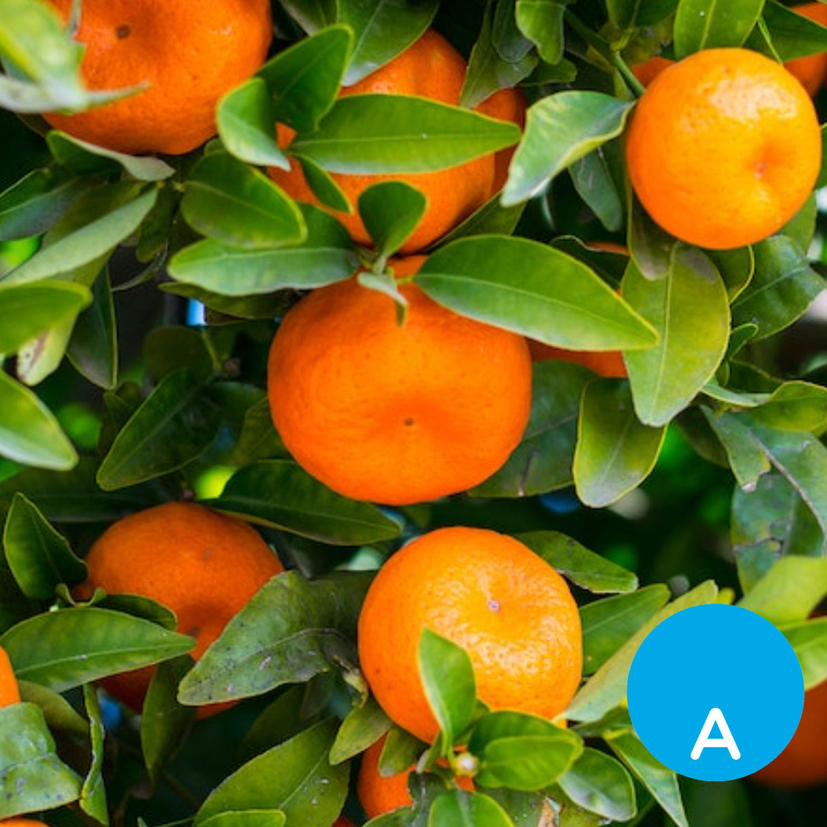 Mandarina x 500 g
