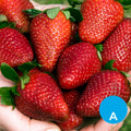 Frutillas x 500 g