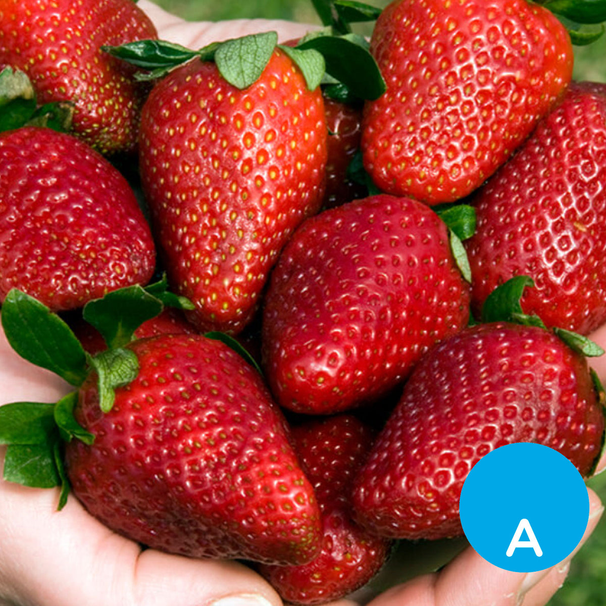 Frutillas x 500 g