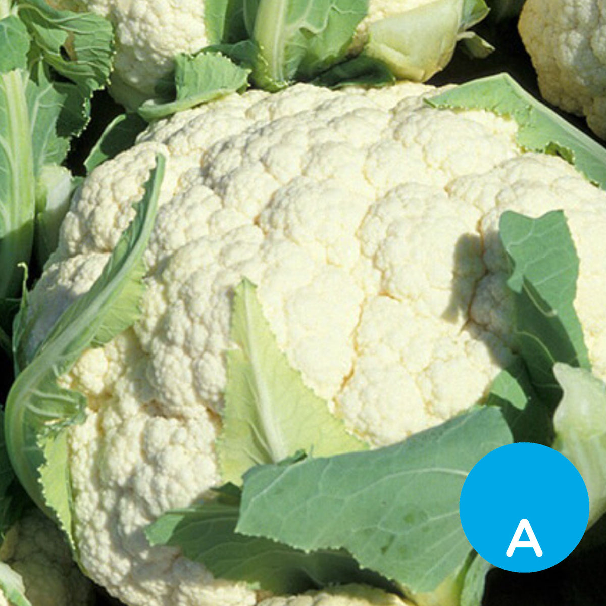 Coliflor por unidad