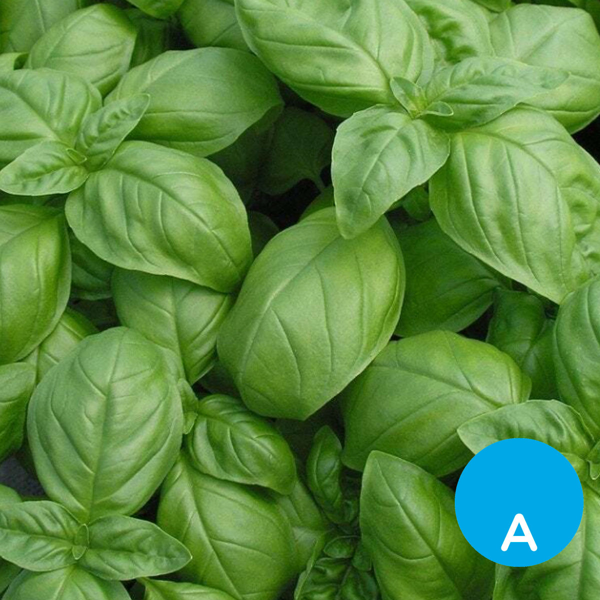 Albahaca por unidad