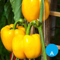 Morrón amarillo x 500 g