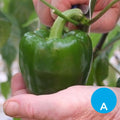 Morrón verde x 500 g