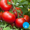 Tomate redondo x 500 g