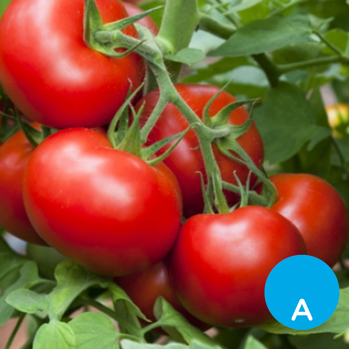 Tomate redondo x 500 g