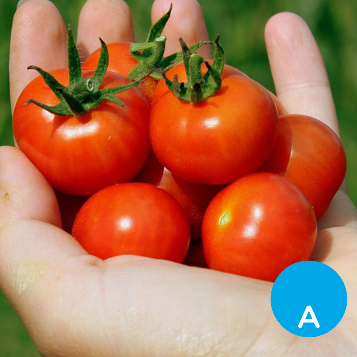 Tomate cherry x 500 g