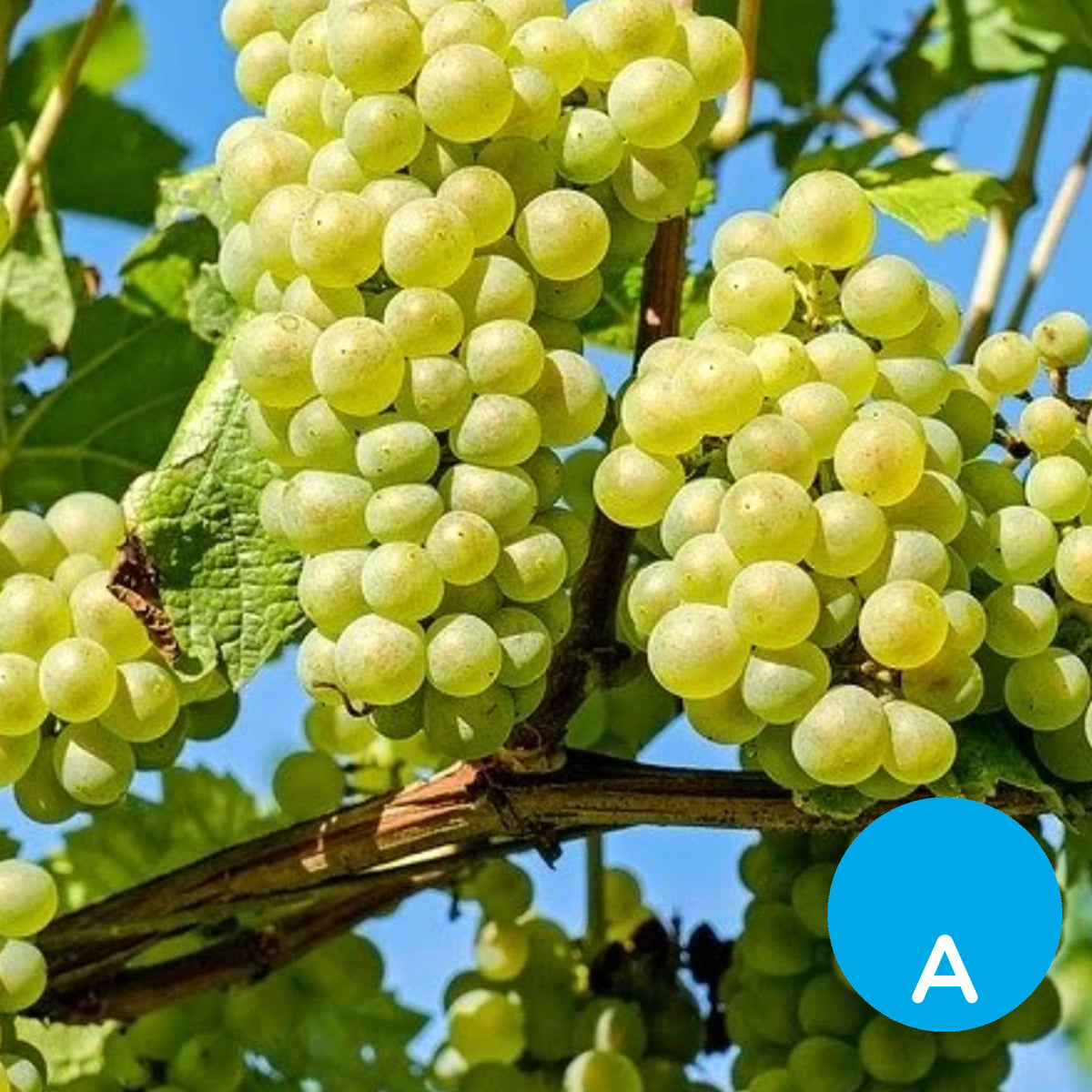 Uva blanca x 500 g