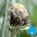 Alcaucil por unidad