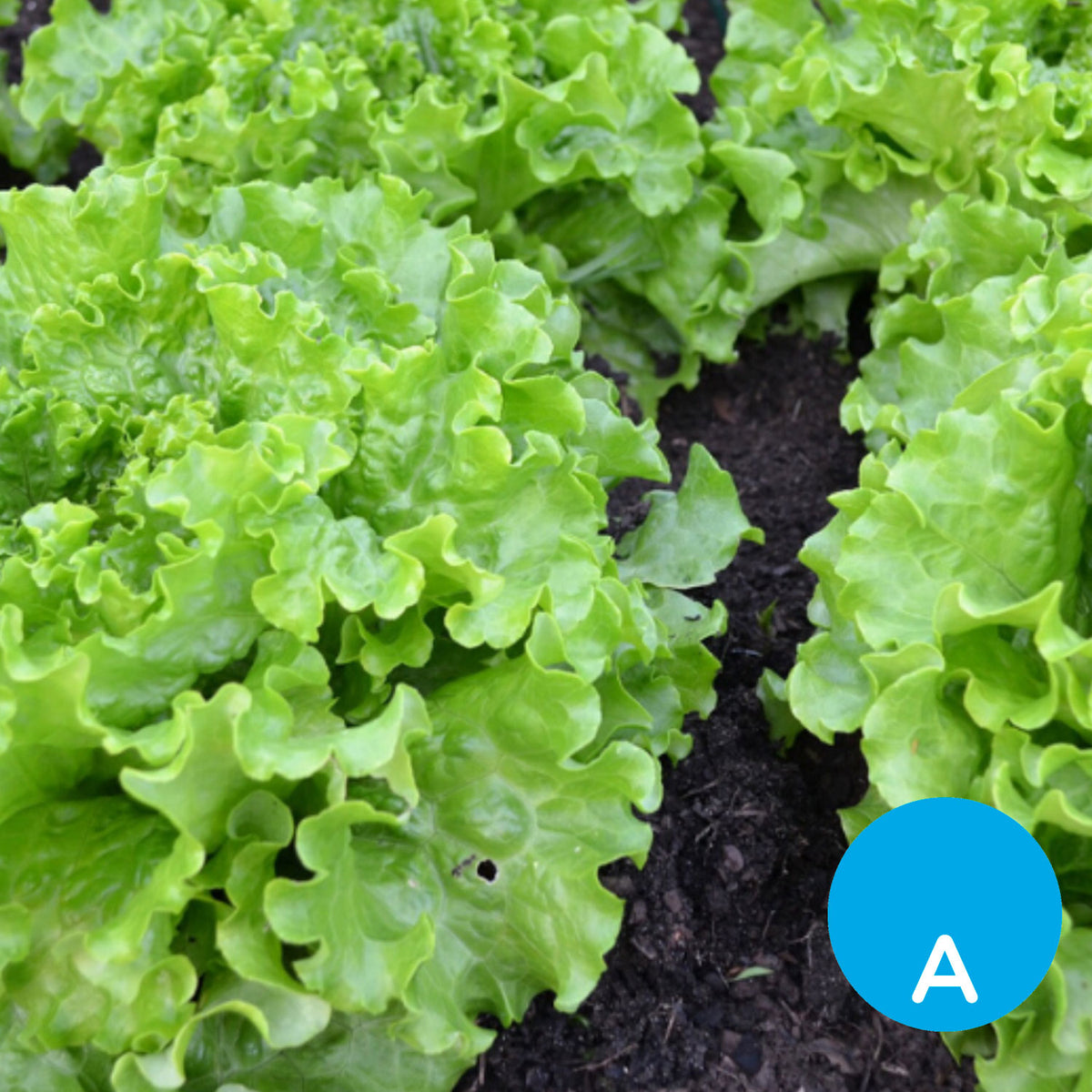 Lechuga crespa por unidad