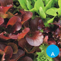 Lechuga morada por unidad