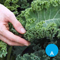 Kale (col rizada) por unidad