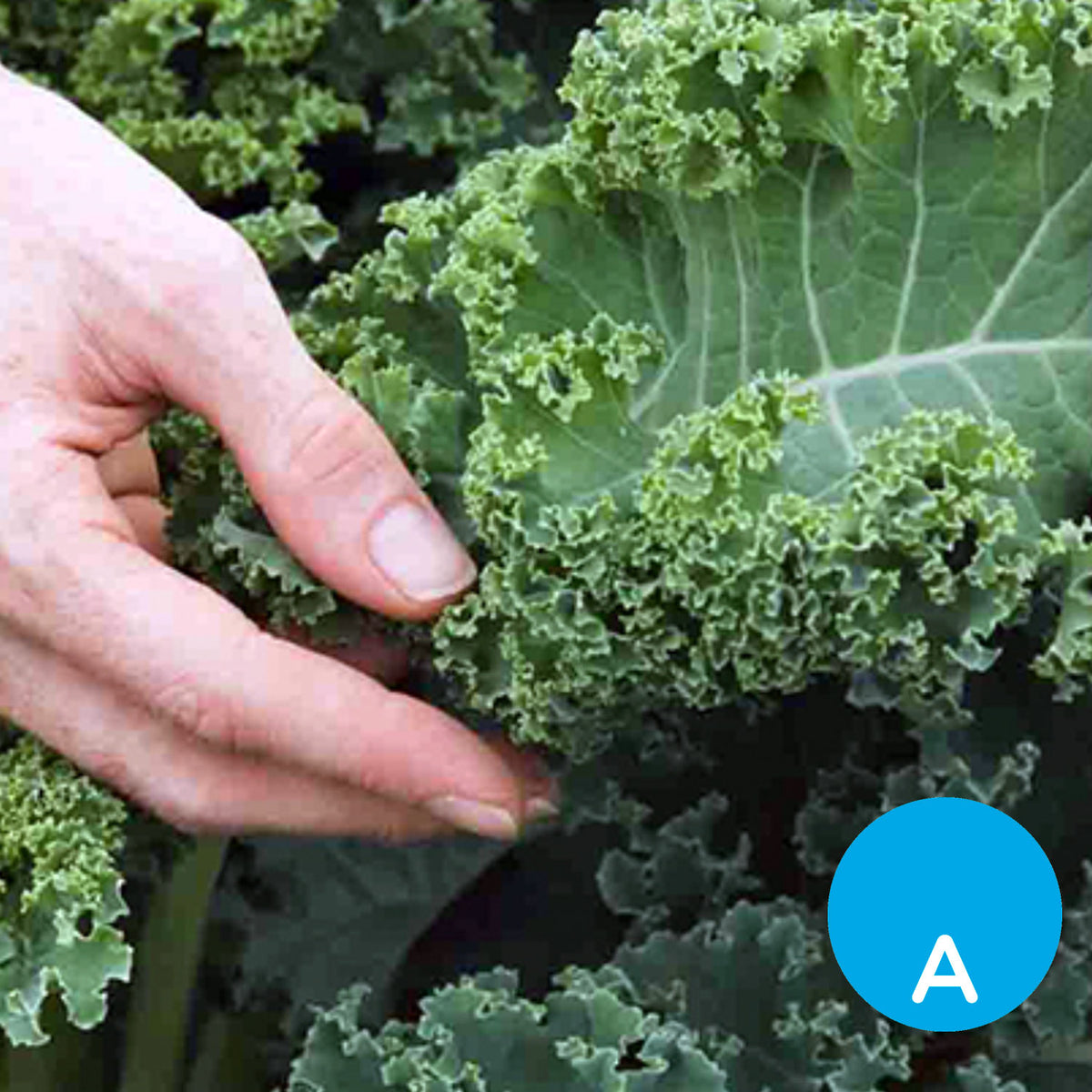 Kale (col rizada) por unidad