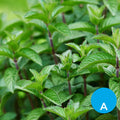 Menta x 100 g