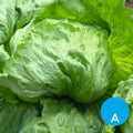 Lechuga capuchina por unidad