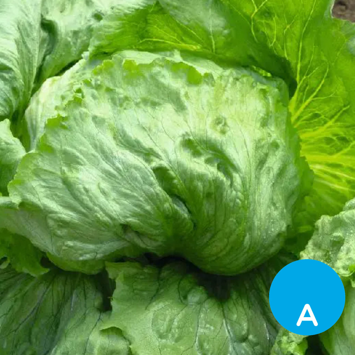 Lechuga capuchina por unidad