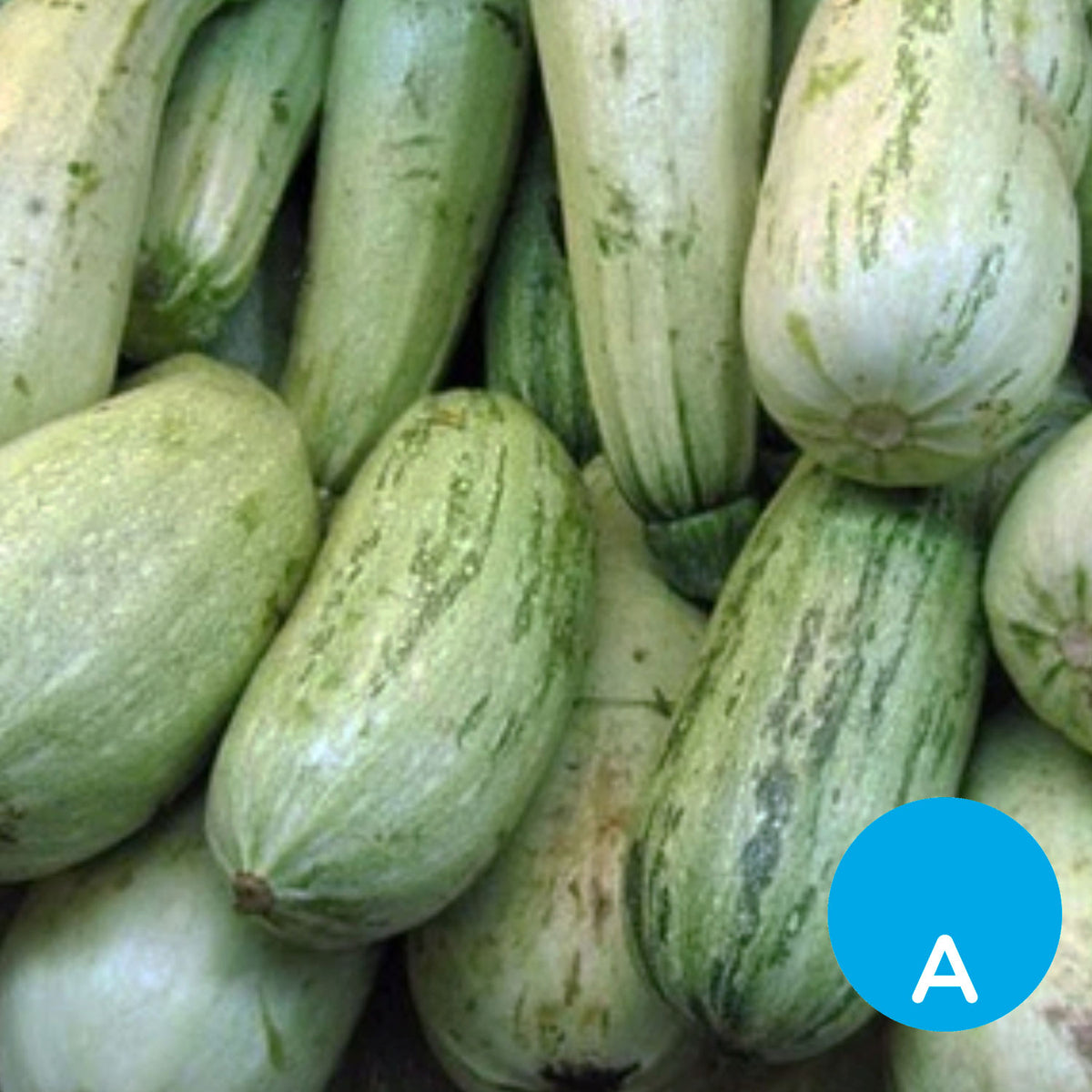 Zucchini x 500 g