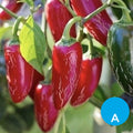 Ají jalapeño x 250 g