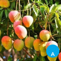 Mango por unidad