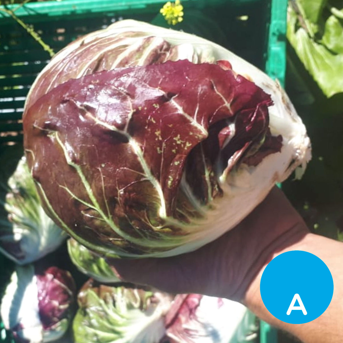 Radicchio por unidad