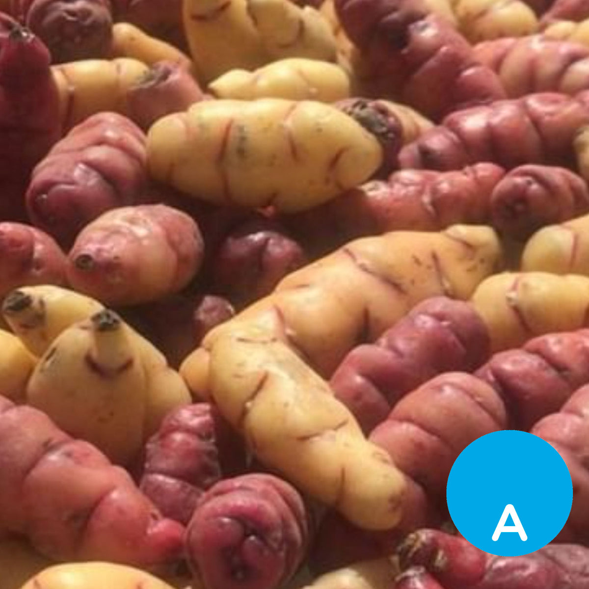 Papines andinos x 500 g
