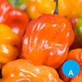 Rocoto x 500 g